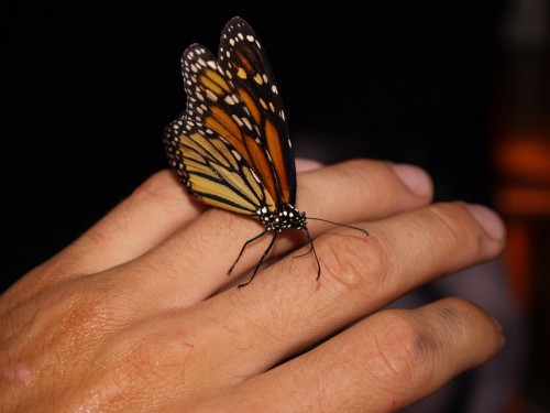 Butterflies Archives - Insect Diagnostic Lab